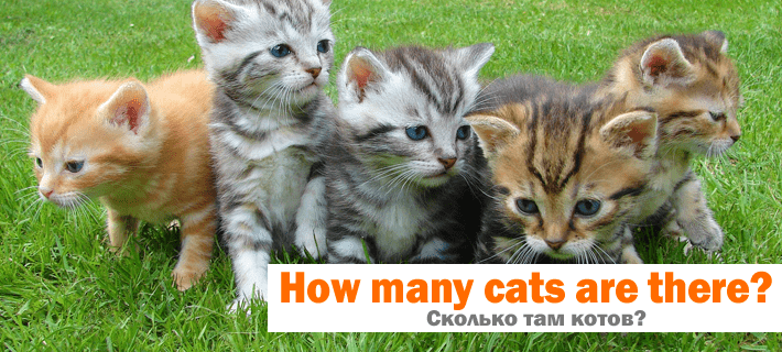 Перевод фразы Сколько там котов? на английский